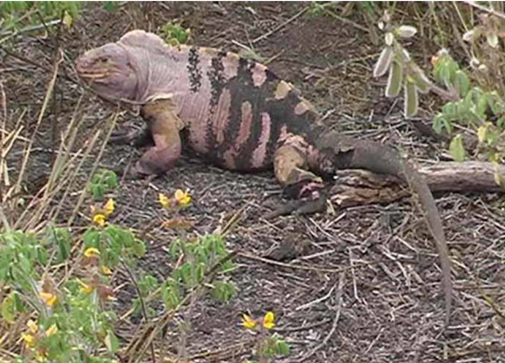 CategoryAnimals Described in 2009 Animal Database FANDOM powered