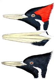 Campephilus principalisAPP049CA