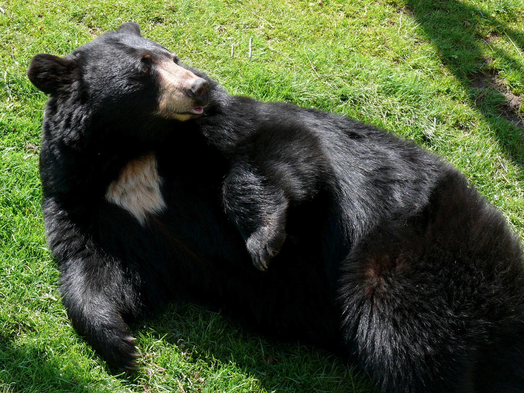 American Black Bear | Animal Database | Fandom