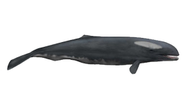 Ancient-whale