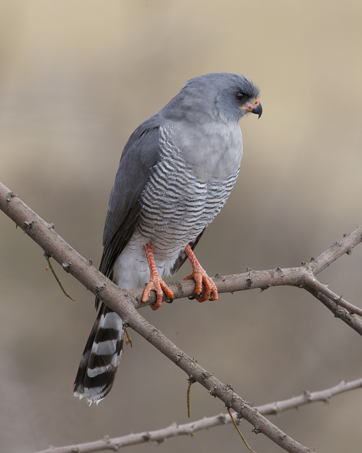 Gabar Goshawk | Animal Database | FANDOM powered by Wikia