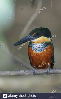 Green-and-rufous-kingfisher-chloroceryle-inda-adult-female-perched-E551YA