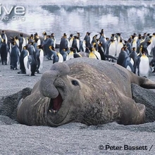 Southern Elephant Seal Animal Database Fandom