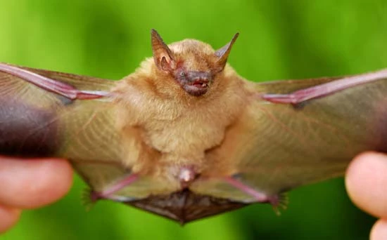 Blackwinged Little Yellow Bat Animal Database FANDOM powered by Wikia
