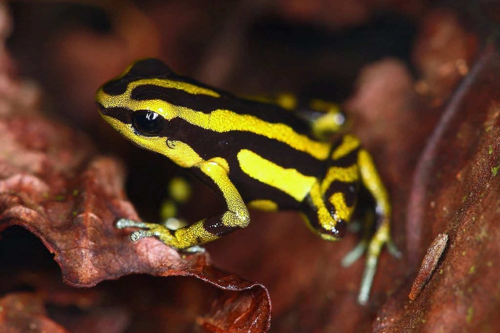 Yellowbellied Poison Frog Animal Database Fandom