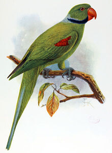 Image-1460471514
