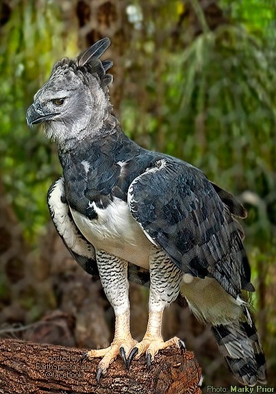 Harpy Eagle | Animal Database | Fandom