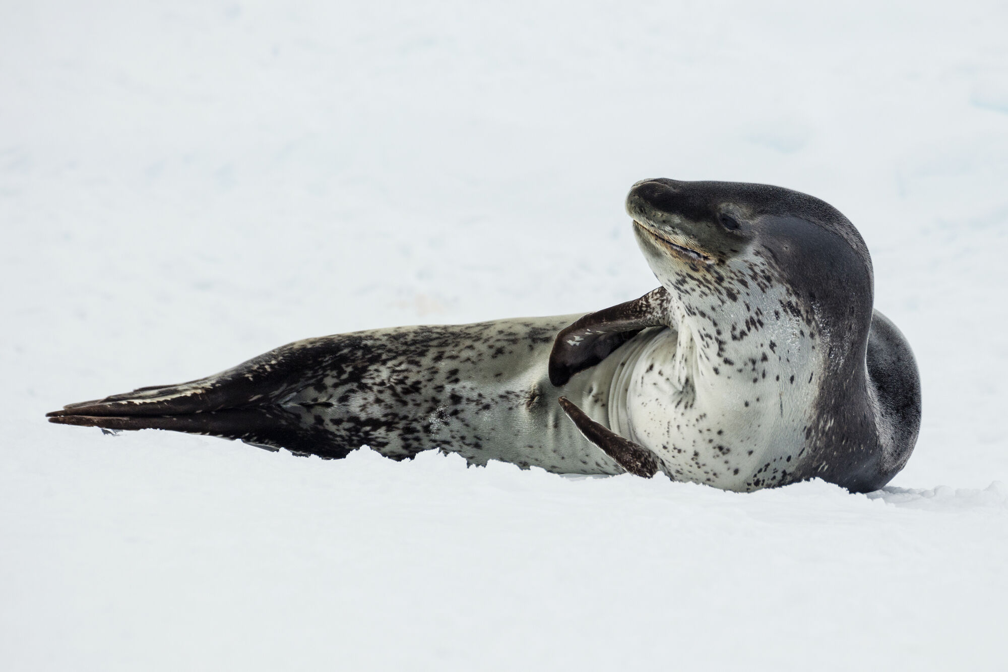 Leopard Seal | Animals Wiki | Fandom