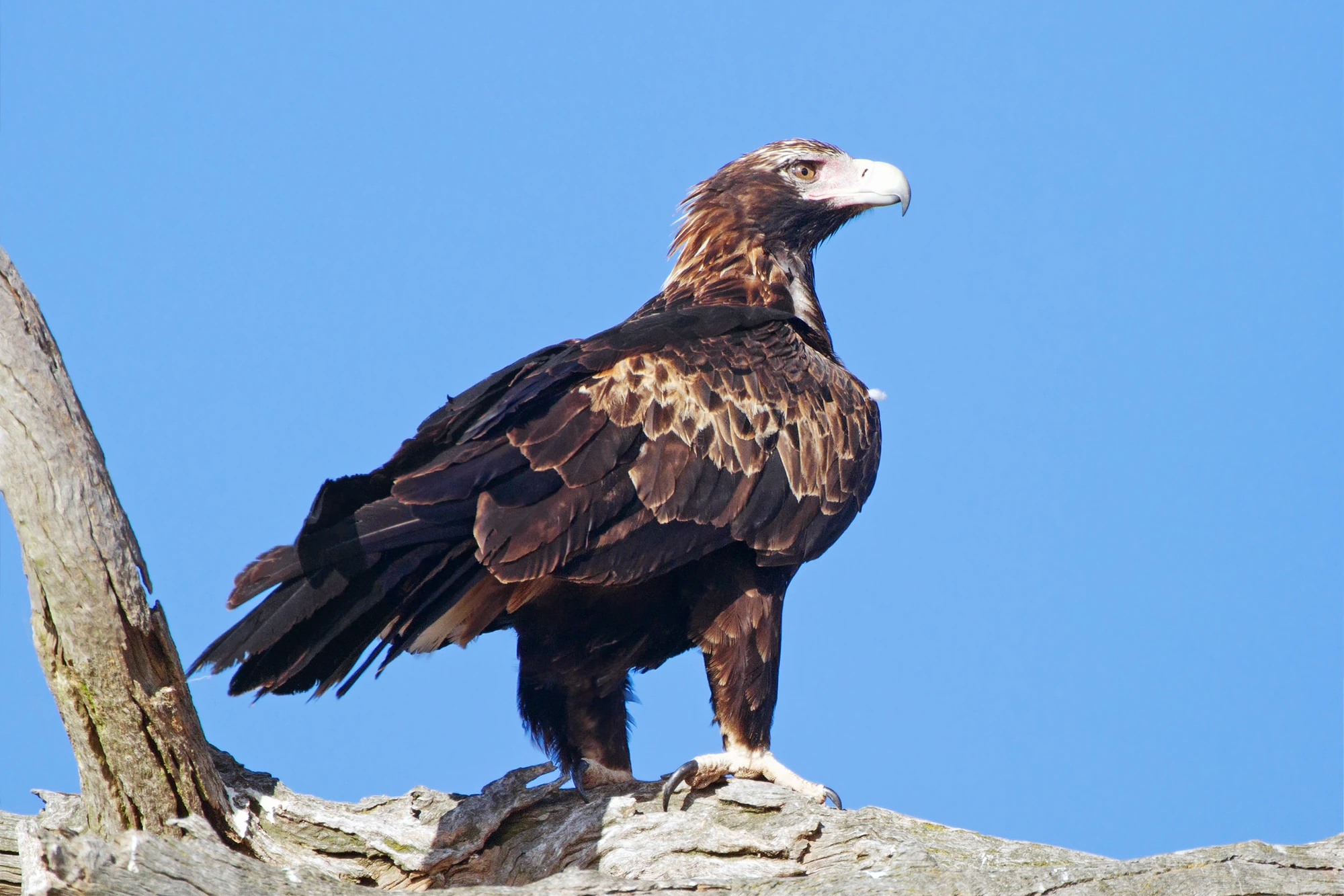 Wedge-Tailed Eagle | Animals Wiki | Fandom