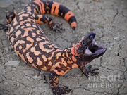 Gila-monster-attack-donnie-barnett