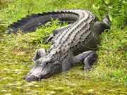 Alligator-1024