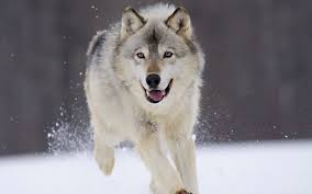 Wolf image wiki