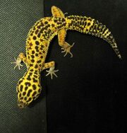 Leopard gecko