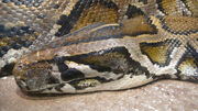 Burmese Python Head