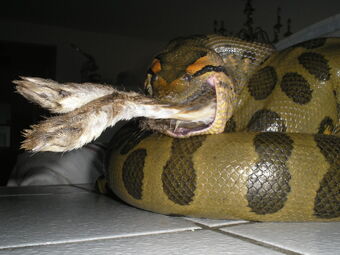Eunectes Murinus Animal World Wiki Fandom