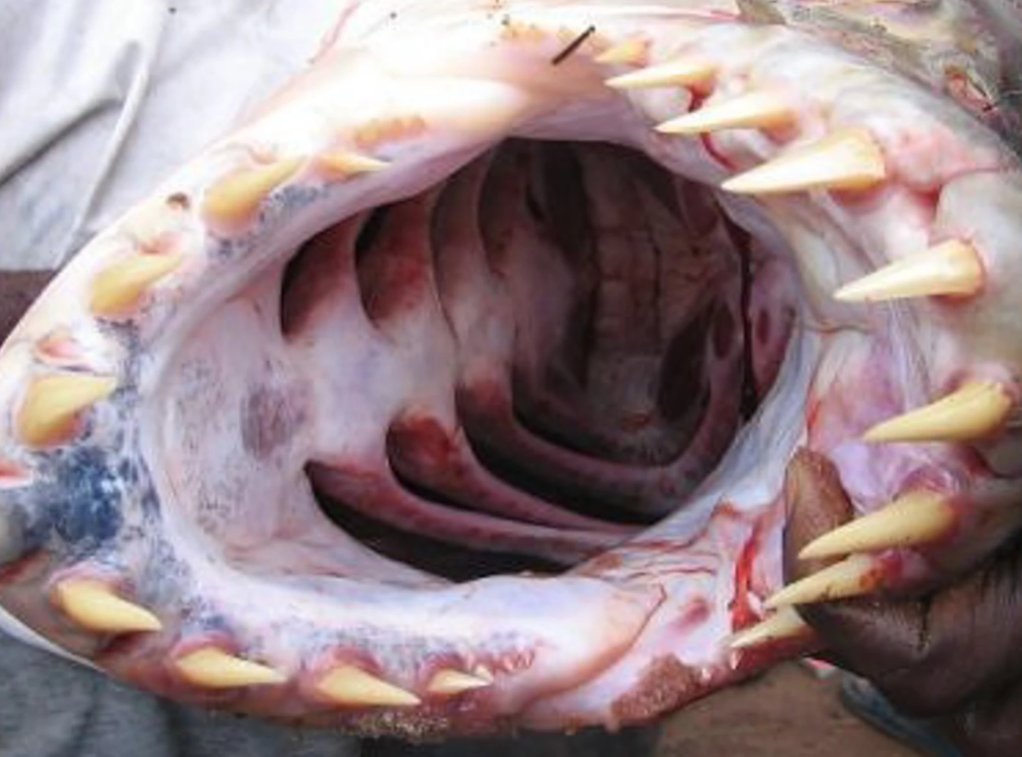 Image Catfish mouth open.jpg Animal World Wiki FANDOM powered by