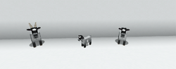 Pygmy Goat