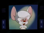 pinky and the brain puppet rulers