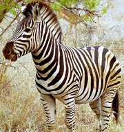 Zebra