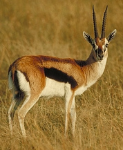 Thomson's Gazelle