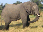 Elephant