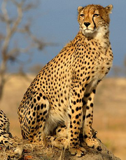 Cheetah
