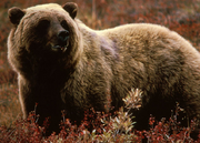 Bear