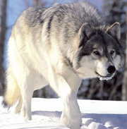 Wolf