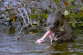 Loutre4