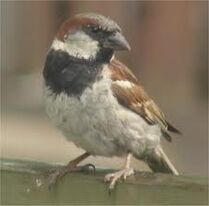 Images (11)