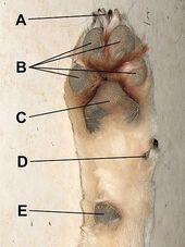 Pâte de chien