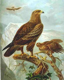 Aquila pomarina