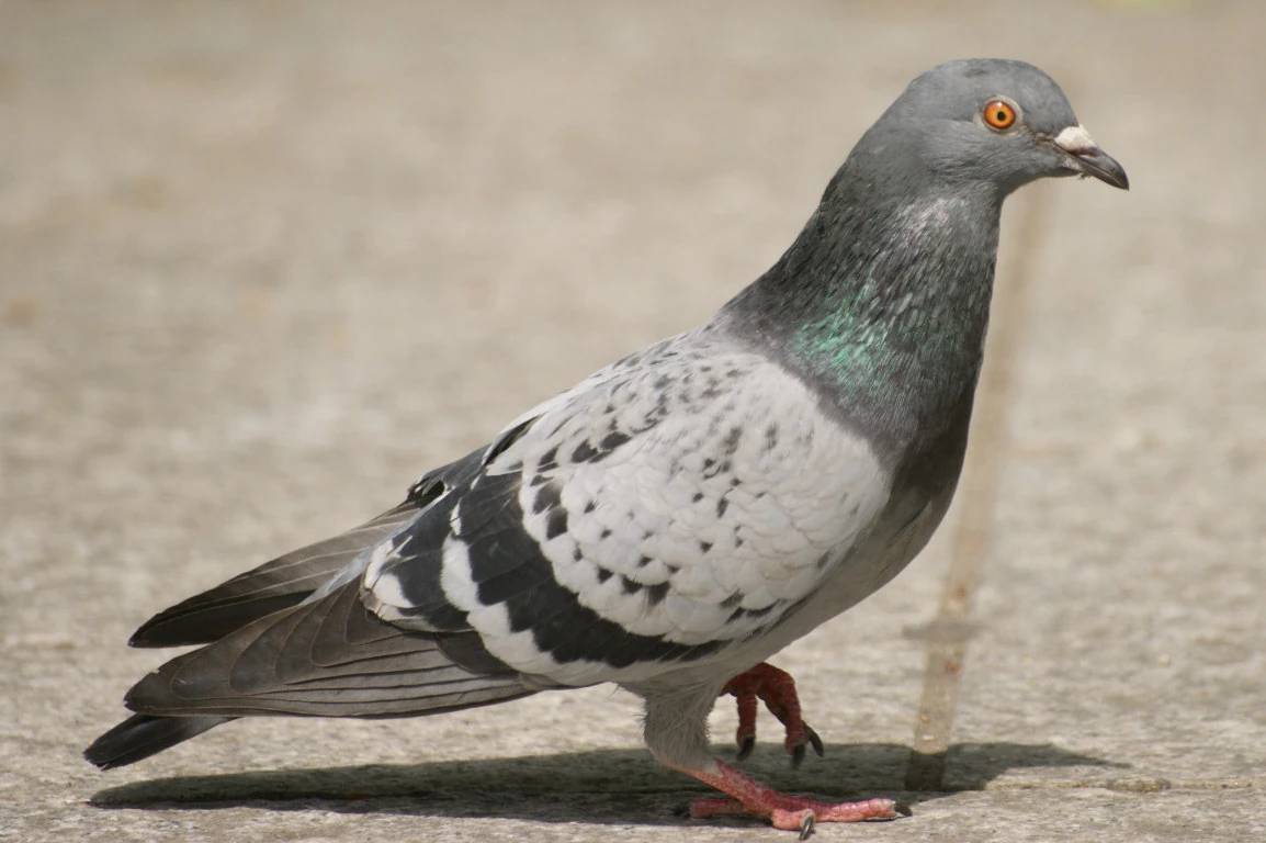 Columba Wiki Animaux FANDOM powered by Wikia
