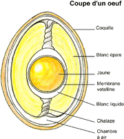 Coupe d un oeuf