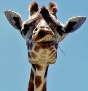 Girafe