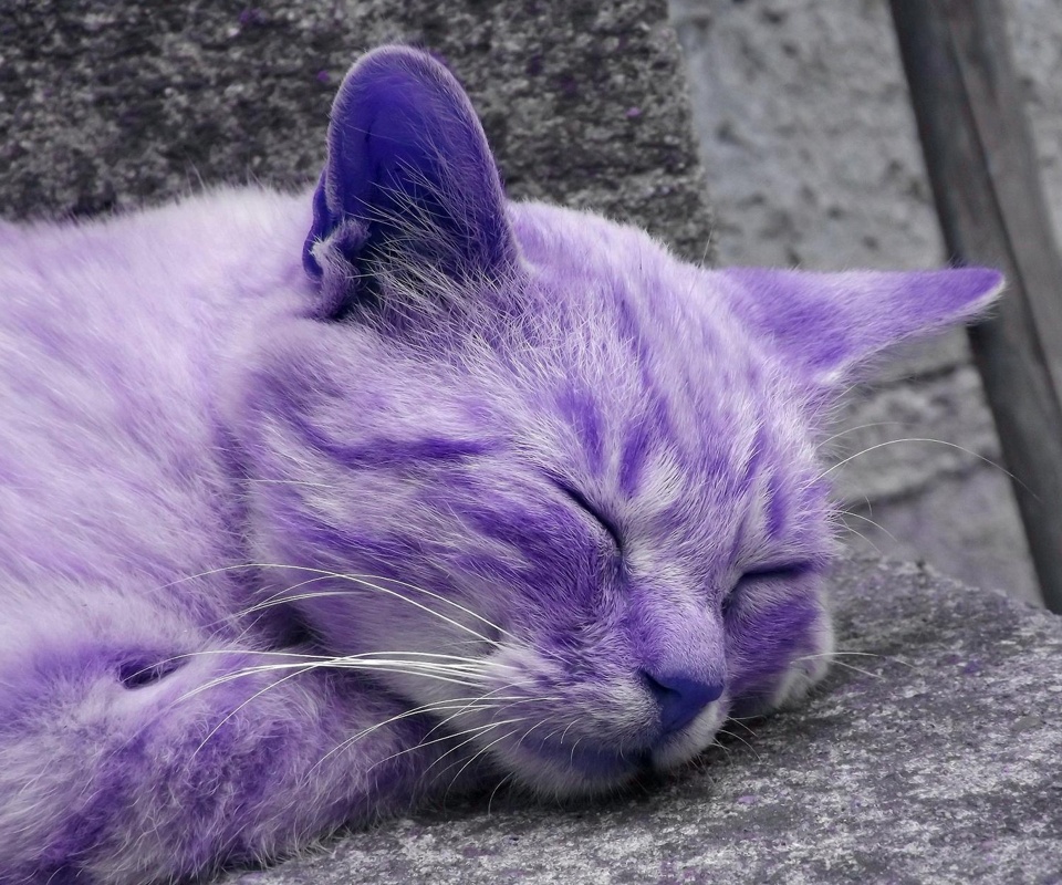cats with purple eyes