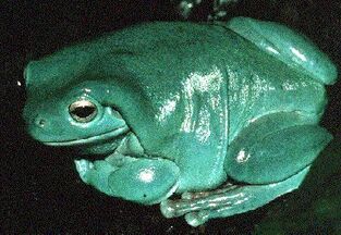 Bigbluefrog