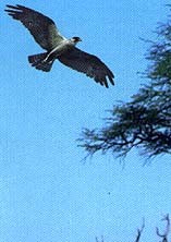 Osprey (16 - The Warning)