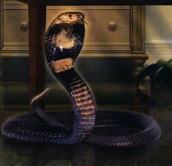 Cobra inside cover book 20