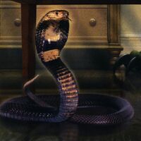 Snake Seerowpedia Fandom