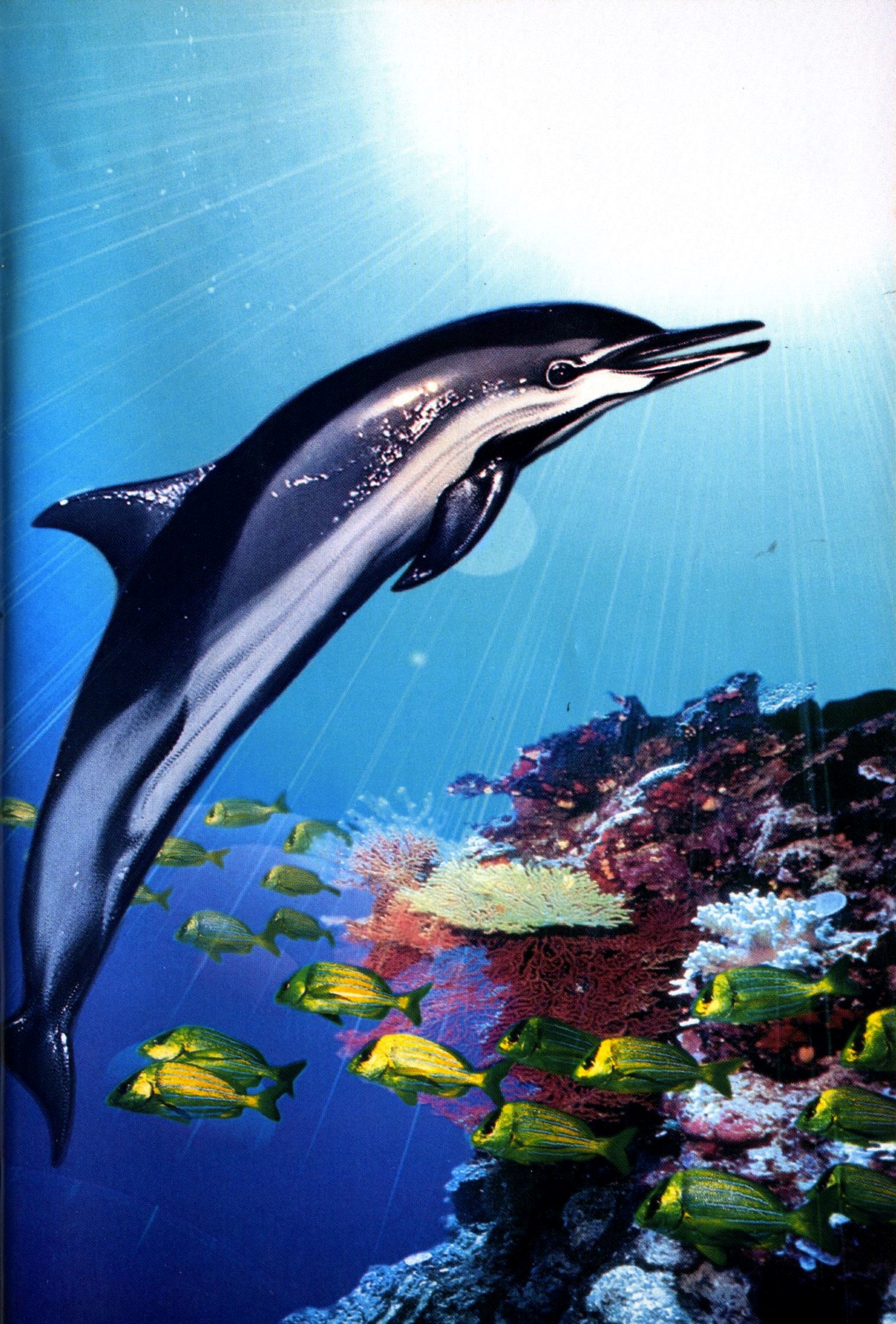 Bottlenose Dolphin | Seerowpedia | Fandom