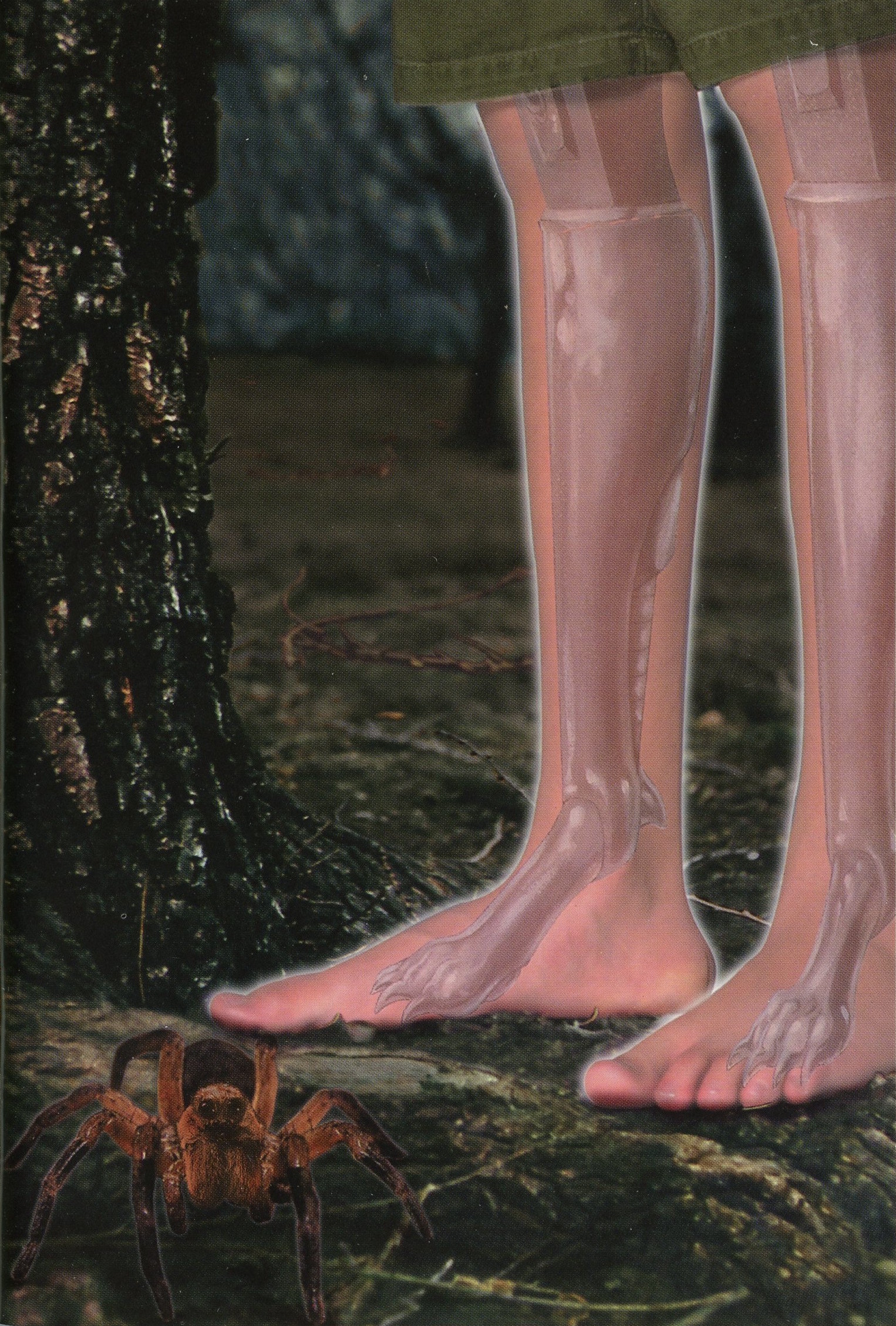 animorphs the visitor animorphs the visitor