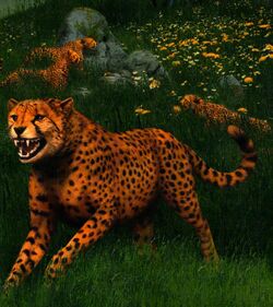 Cheetahs