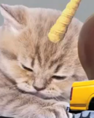 Unicorn Kitten Season 5 Annoying Orange Wiki Fandom