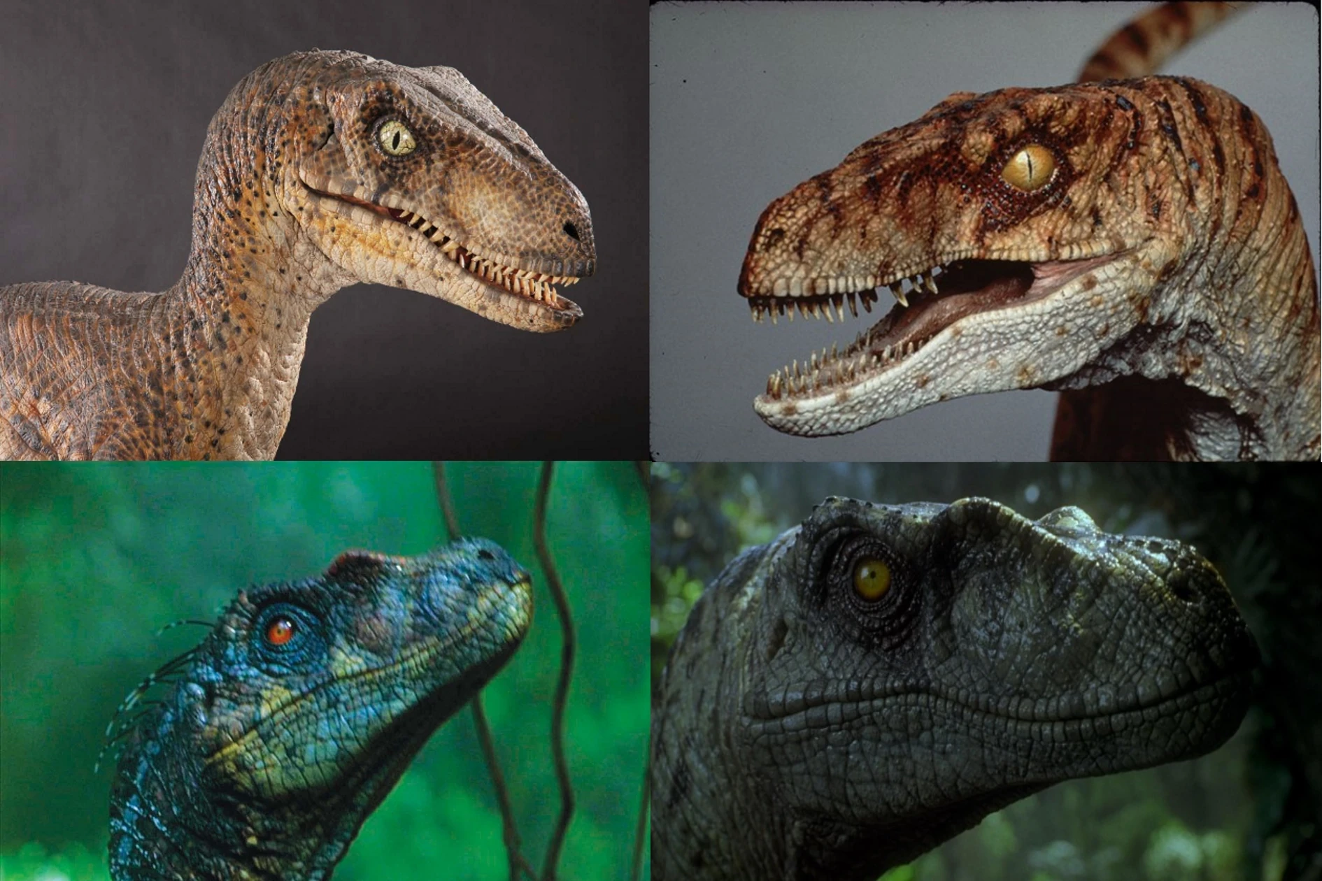 Image RAPTOR DIVERSITY.jpg Antagonists Wiki FANDOM powered by Wikia