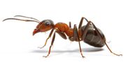 Ant