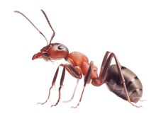 Ant-0