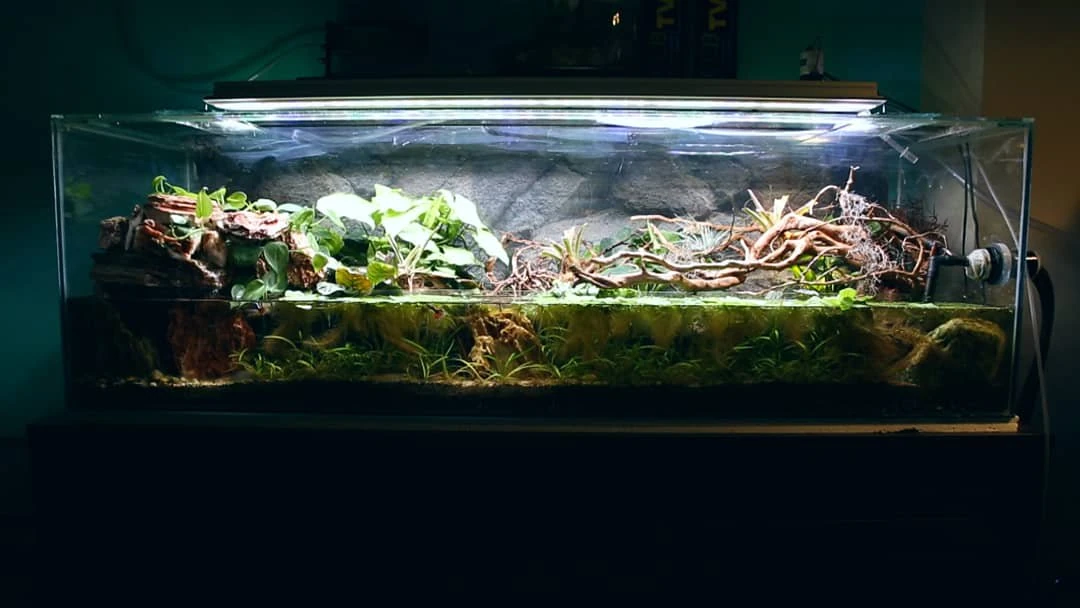 Selva de Fuego AntsCanada Wiki FANDOM powered by Wikia