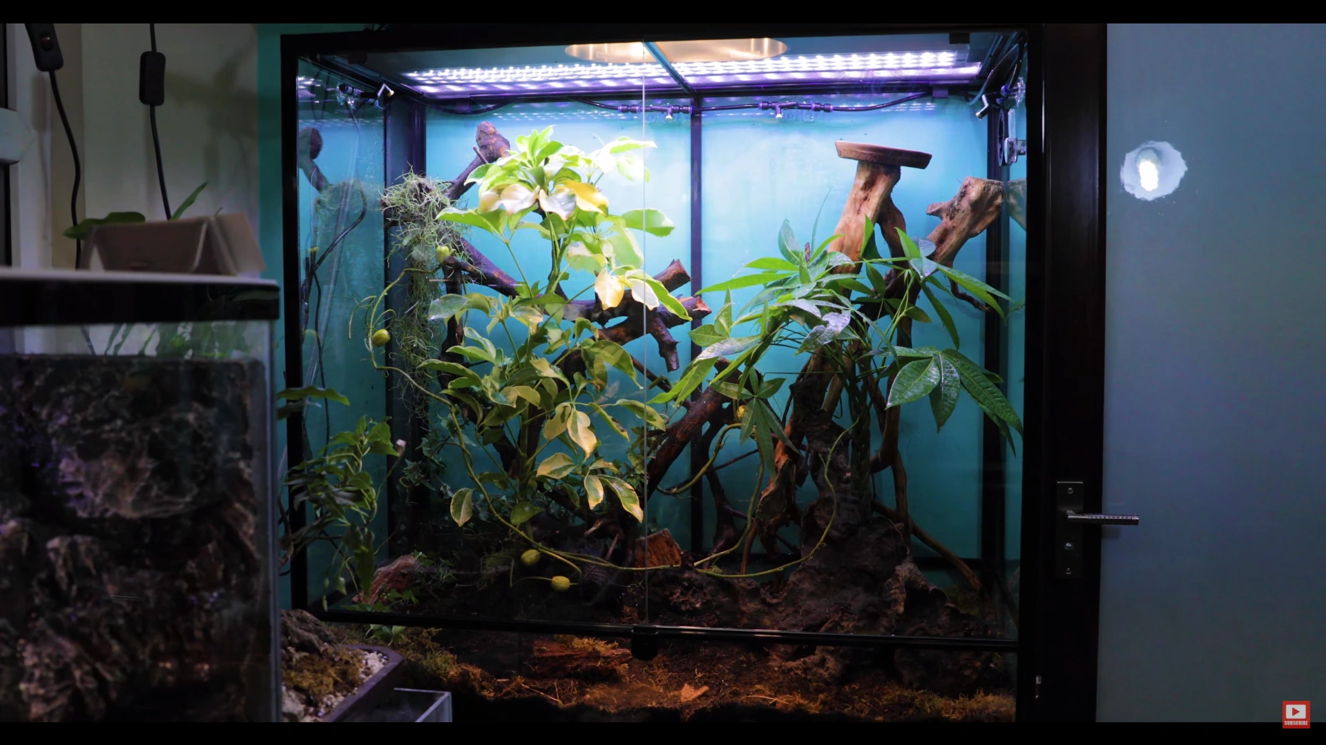 Canopy of Vortexia AntsCanada Wiki Fandom