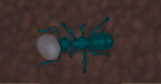 Brood